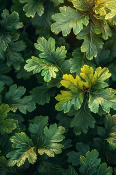 Green Leaf background, Environmental background and Desktop wallpaper.