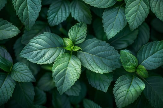 Green Leaf background, Environmental background and Desktop wallpaper.