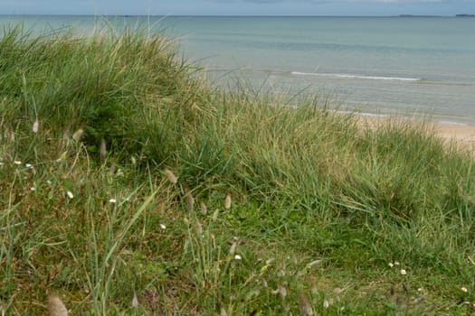 Low green ocean costal beachgrass (Ammophila arenaria) under light blue cloudy sky of low view horizon of sand dune at Utah Beach. Background or copy space. High quality photo