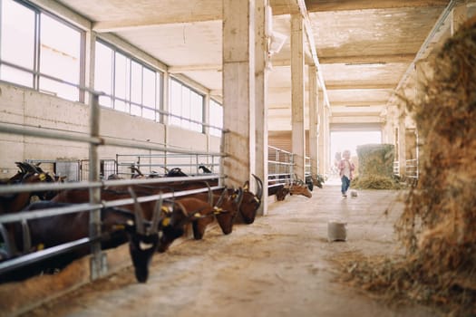 Little girl stands on a farm near the pens with goats eating grain. High quality photo