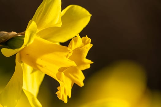 A bunch of yellow flowers with a blurry background. The flowers are in full bloom and are the main focus of the image
