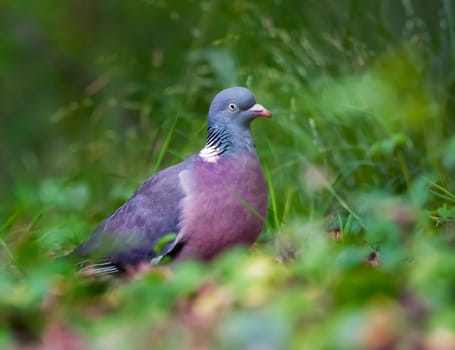 Rock dove, rock pigeon, or common pigeon, Columba livia, walking in the grass in a park