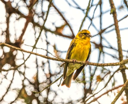 European serin, Serinus serinus, bird standing on a branch