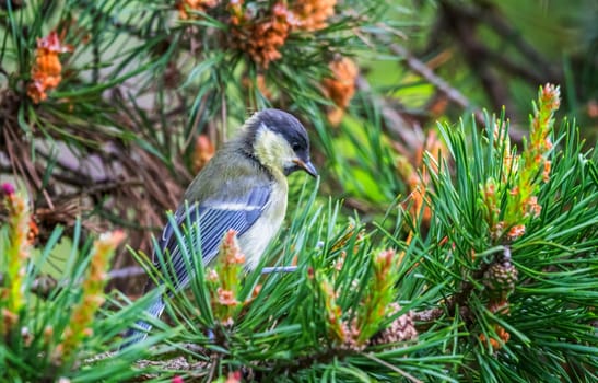 Great tit, parus major, passerine bird standing among pine thorns