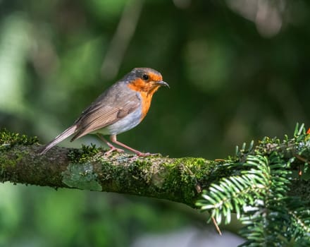 European robin redbreast, erithacus rubecula, passerine bird standing on a branch by day
