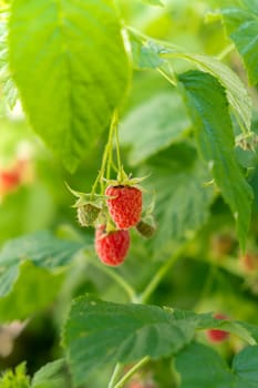 Close up of branch ripe red raspberries in garden on blurred green background. Locally grown organic fresh berries. Home gardening cottegecore life