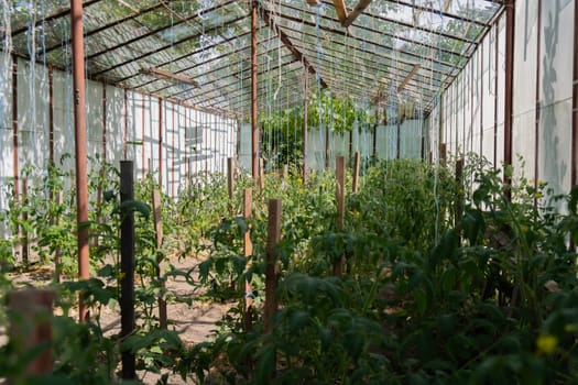 Glass Hothouse with green bush of raw grown tomatoes farming. Cherry tomatoes ripening on hanging stalk in greenhouse. Eco friendly vegan food produce