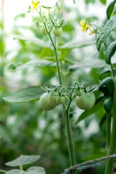 Glass Hothouse with green bush of raw grown tomatoes farming. Cherry tomatoes ripening on hanging stalk in greenhouse. Eco friendly vegan food produce