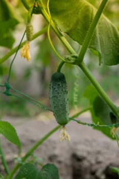 Green cucumber in home garden greenhouse. Concept of locally grown organic vegetables food produce. Countryside harvesting