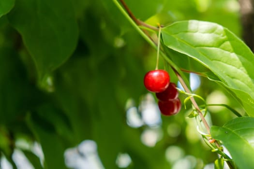Close up of branch ripe red cherry in garden on blurred green leaves background with sunbeam. Locally grown organic fresh berries. Home gardening cottegecore life