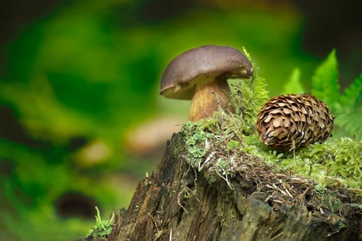 Wild Imleria badia (Boletus badius) mushroom growing on tree stump in a forest, low angle view. Bay Bolete