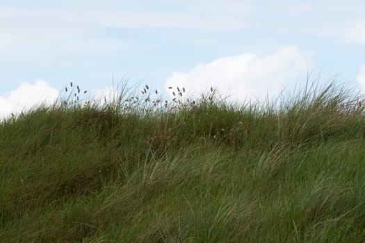 Flat horizontal grass. Green ocean costal beachgrass (Ammophila arenaria) under light blue cloudy sky on steep sand dune at Utah Beach. Background or copy space. High quality photo