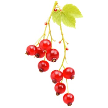 Tangy red currants hanging in clusters stems twirling berries glistening Ribes rubrum Food and Culinary. Food isolated on transparent background.