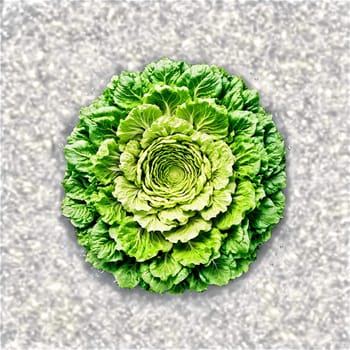 Lettuce mandala a leafy mandala of lettuce heads with leaves unfurling and water splashing. Food isolated on transparent background.
