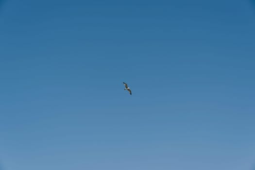 White albatross soars in a clear blue sky. High quality photo