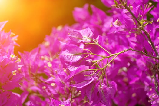 Bougainvillea glabram flower, paperflower. Beautiful magenta bougainvillea tree on sunny spring day.