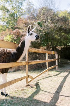 White and brown llama peeks out from behind a wooden fence in a green park. Side view. High quality photo