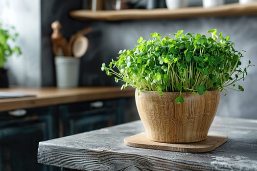 Lush microgreens in a pot on the kitchen counter close-up. Eco vegan healthy lifestyle bio banner.