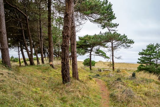 The forest at Murvagh in County Donegal, Ireland.