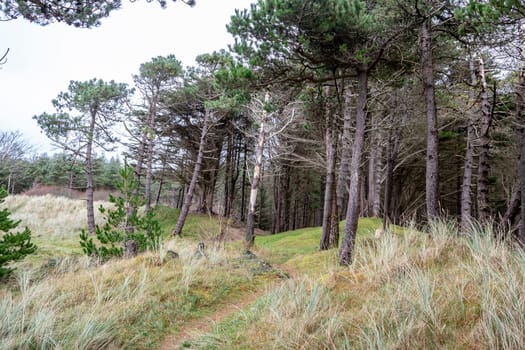 The forest at Murvagh in County Donegal, Ireland.