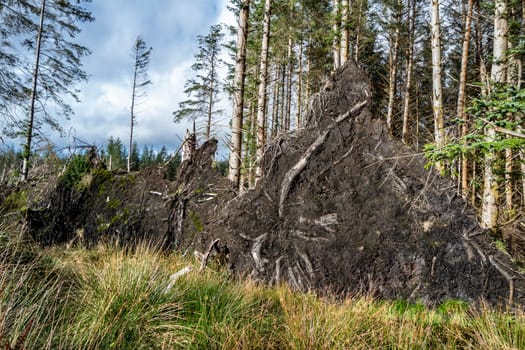 Uprooted trees after storm at the west coast of Ireland.