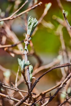 Early spring in Fort Wayne: fresh leaf budding on a twig, symbolizing new beginnings and nature's renewal.