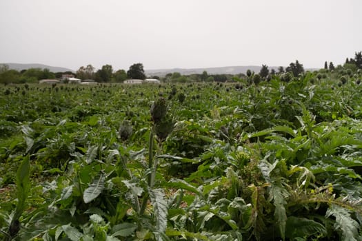 Artichokes growing in an agricultural field, healthy eating. High quality photo