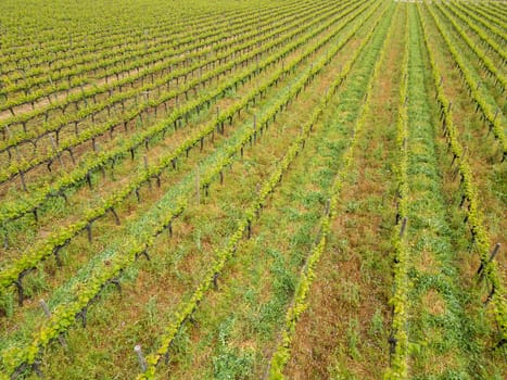 Beautiful vineyards at sunset in Urla, izmir. High quality photo