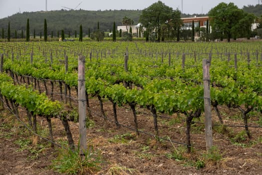 Beautiful vineyards at sunset in Urla, izmir. High quality photo