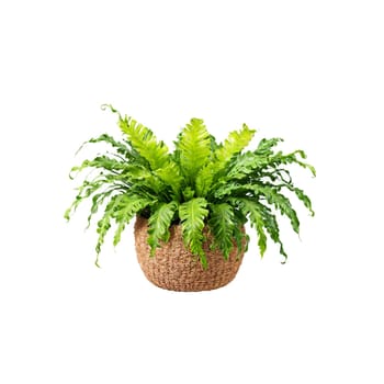 Bird s Nest Fern wavy bright green fronds growing in a rosette pattern in a. Plants isolated on transparent background.