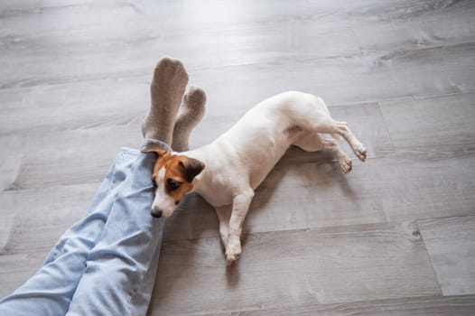 Top view of a Jack Russell Terrier dog lying on its owner's legs