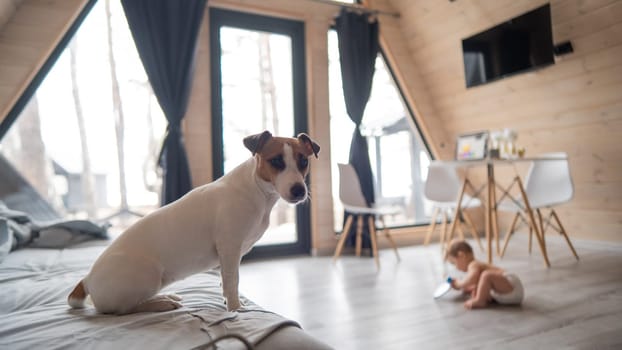 A little boy crawls on the floor by the patio window. Jack Russell Terrier dog sitting on the sofa