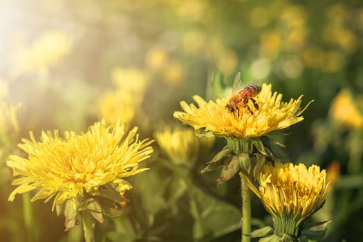 Bee collects pollen from yellow field flower in meadow on sunny day. Blurry green grass background.