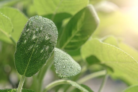 Sage with drops growing in the garden, Salvia officinalis medicinal plants closeup