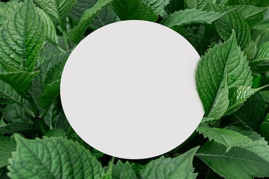 Green leaves background layout with white round corners shape. Nature eco concept.