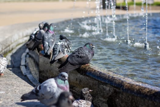 A group of stock doves leisurely drink water from a city fountain, their feathers glinting in the sunlight as they dip their beaks