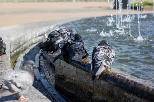 A group of stock doves leisurely drink water from a city fountain, their feathers glinting in the sunlight as they dip their beaks