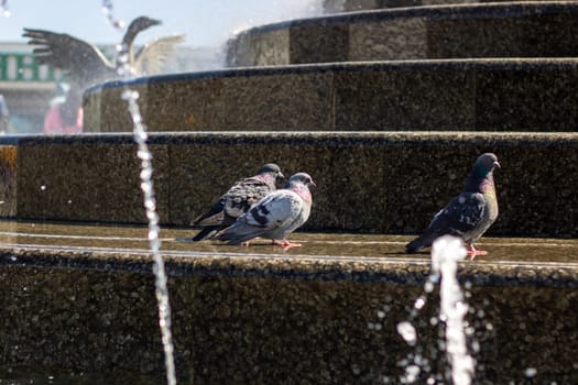 A water bird perches on the fountain steps, its beak dipping into the flowing water. The seabird overlooks the grass and wildlife surrounding the water feature