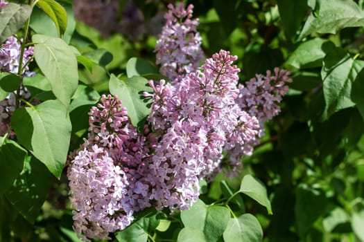 A plant bearing purple flowers and lush green leaves, often attracting insects. It is a groundcover shrub, a terrestrial subshrub, with annual flowering cycles