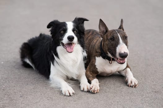 Black and white border collie and brindle bull terrier lie side by side on a walk