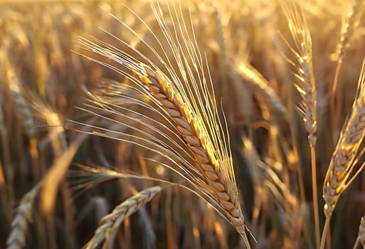 Golden Harvest: A Summer Symphony in the Wheat Fields