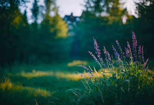 Early Foggy Bliss: Finding Peace in the Morning Mist