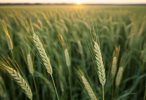 Rural Riches: The Bounty of Wheat and Barley