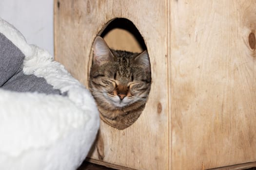 A Felidae, carnivorous, terrestrial animal, the Cat with whiskers is sleeping in a wooden cat house with a window, showcasing its small to mediumsized body and snout