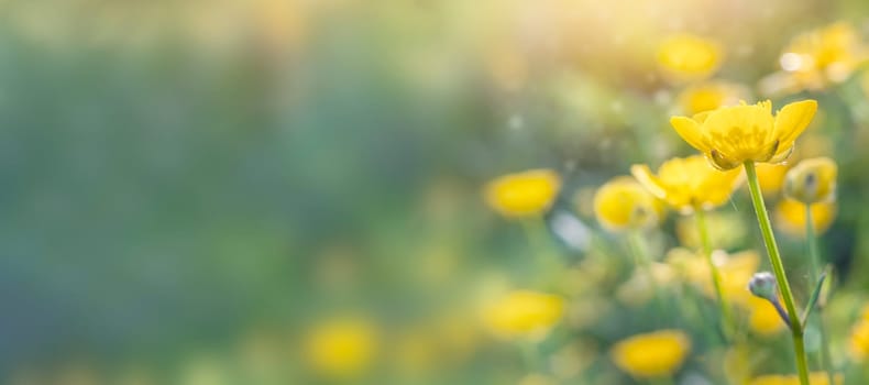 Summer or spring background with beautiful yellow flowers. Banner