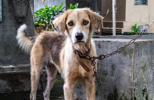 Scruffy dog on a chain in a rustic outdoor setting during daytime