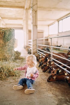 Little girl sits on the floor near a haystack next to goats eating grain. High quality photo