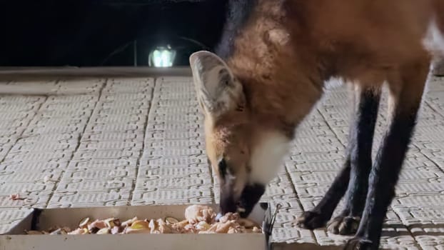 Maned Wolf photographed at night feeding on stone steps at Caraca Sanctuary.