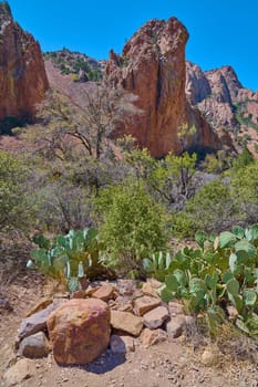 Scenic desert landscape along the Window Trail in Big Bend National Park, Texas.