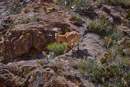 Barbary Sheep in Big Bend National Park Texas.